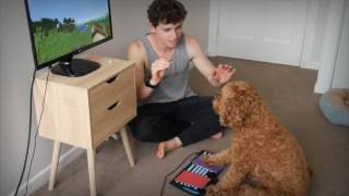 Стример с YouTube учит свою собаку играть в Minecraft — и у неё действительно получается!
