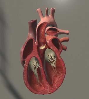 Скриншот 5 к игре Surgical Study and 3D Skeletons for Medical School Students