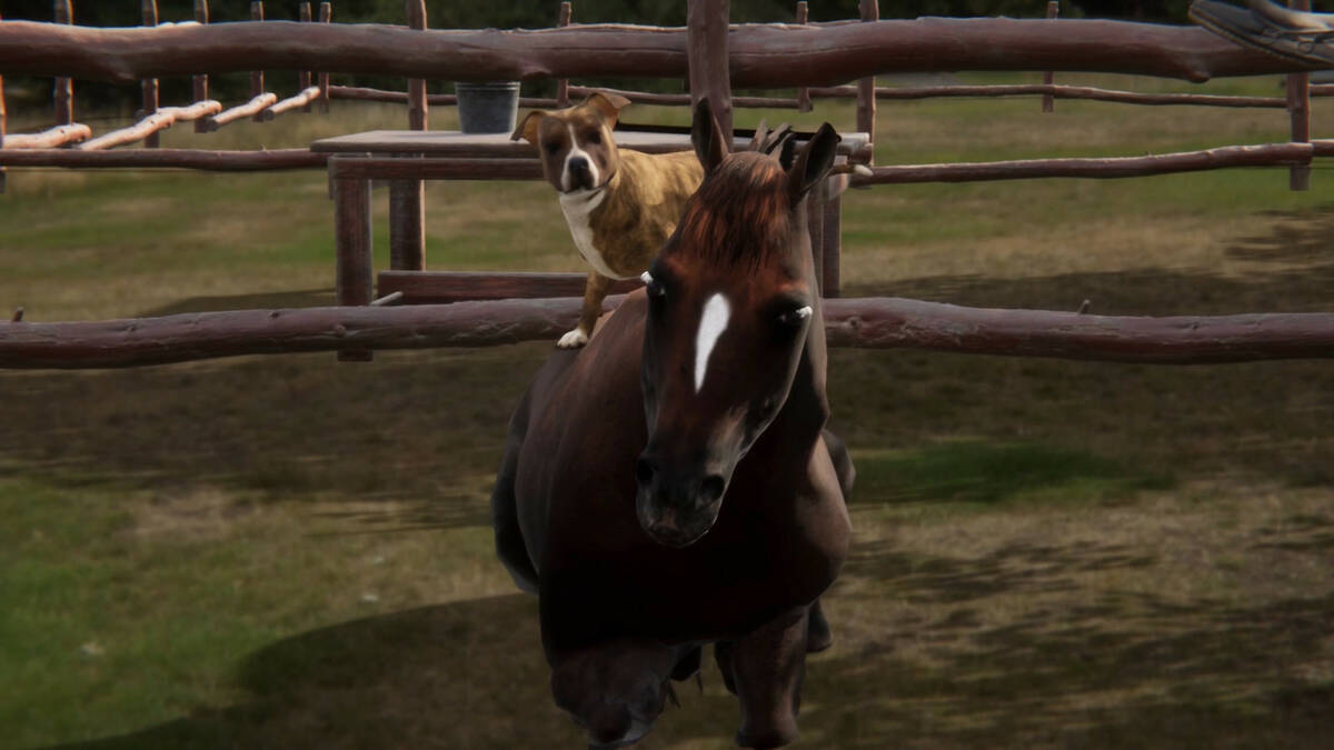 Скриншот 7 к игре Animal Trainer
