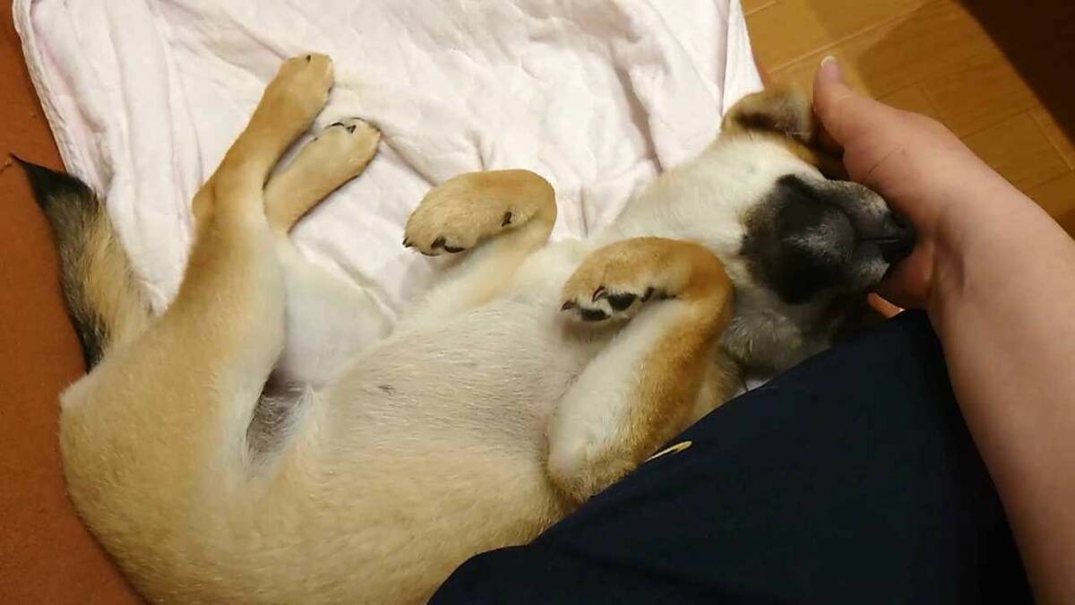 Скриншот 5 к игре Shiba Mekuri 柴めくり