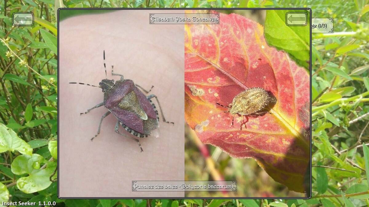 Скриншот 6 к игре Insect Seeker
