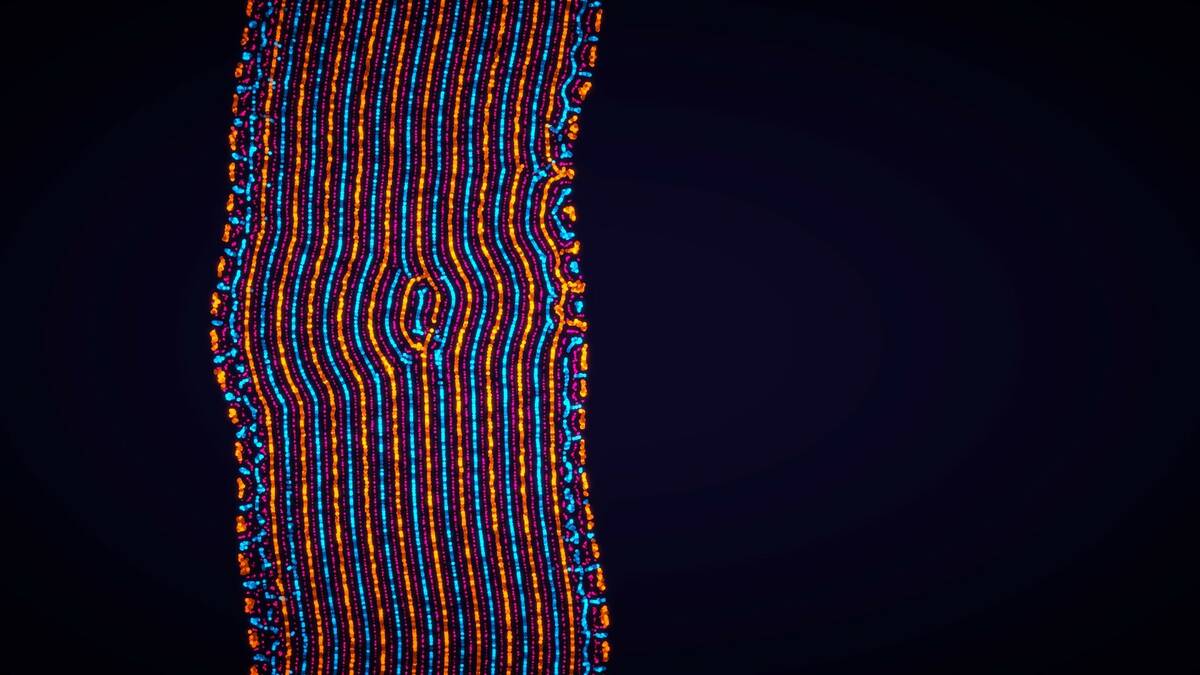 Скриншот 6 к игре Parametric Creature: Lab