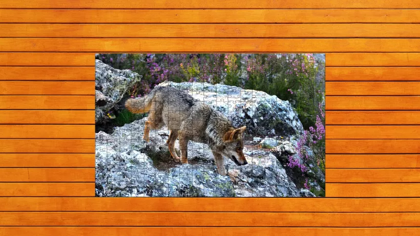 Скриншот 6 к игре Bear vs. Wolf Jigsaw Puzzle