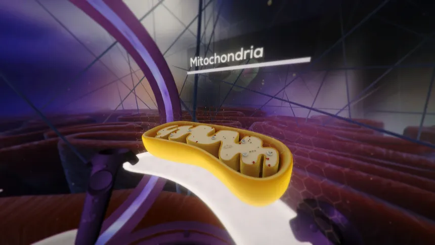 Скриншот 7 к игре The Body VR: Journey Inside a Cell