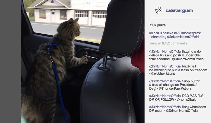 Скриншот 3 к игре Cat President ~A More Purrfect Union~