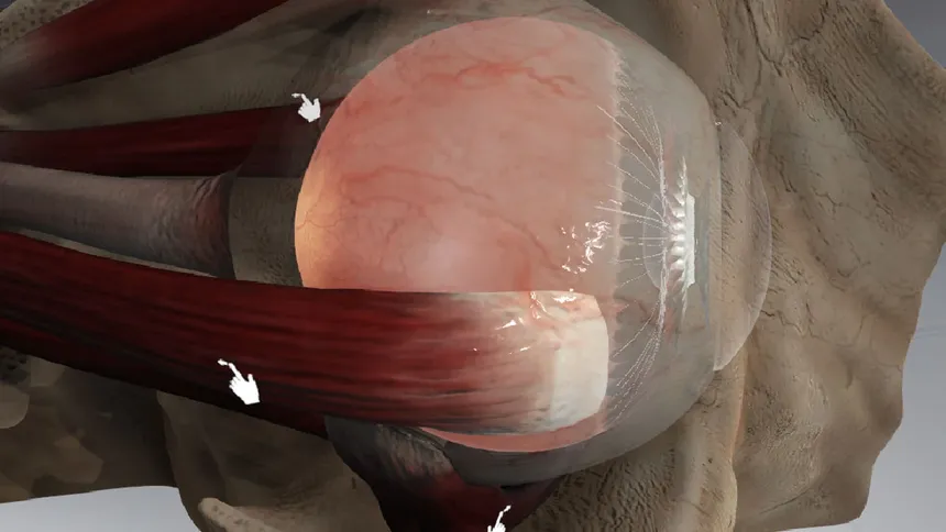 Скриншот 3 к игре The Physiology of the Eye