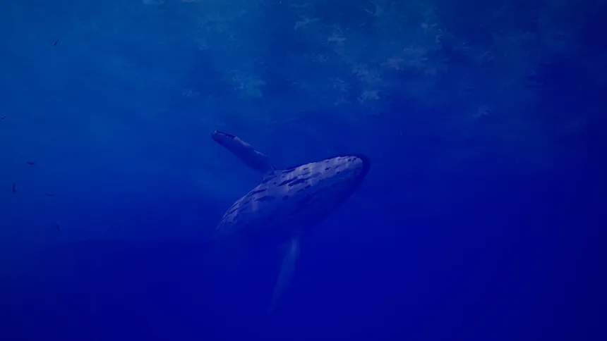 Скриншот 2 к игре Call of the Ocean