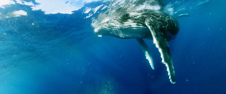 Скриншот 1 к игре Swimming with Humpbacks