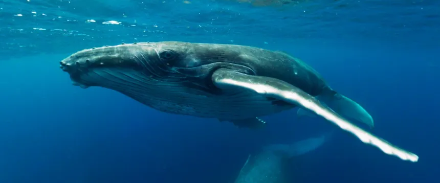 Скриншот 2 к игре Swimming with Humpbacks