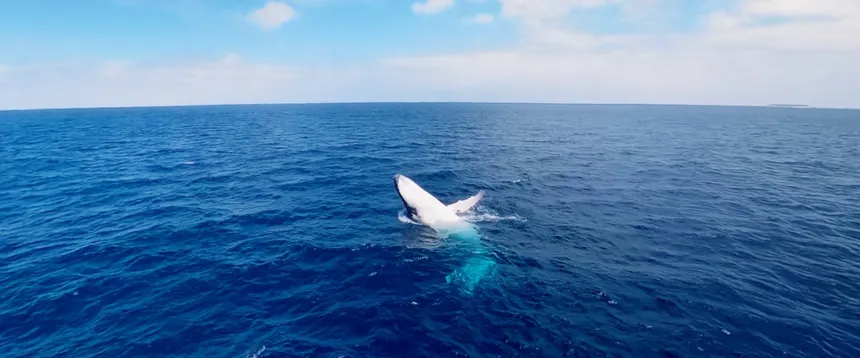 Скриншот 3 к игре Swimming with Humpbacks