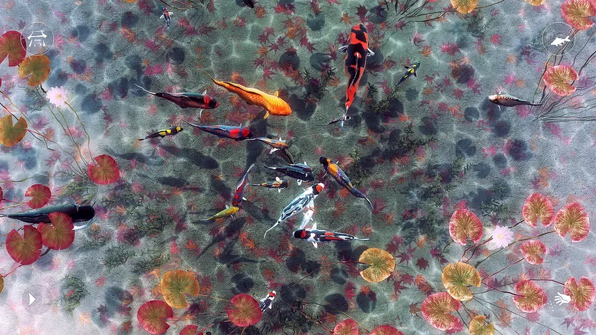 Скриншот 5 к игре My Koi