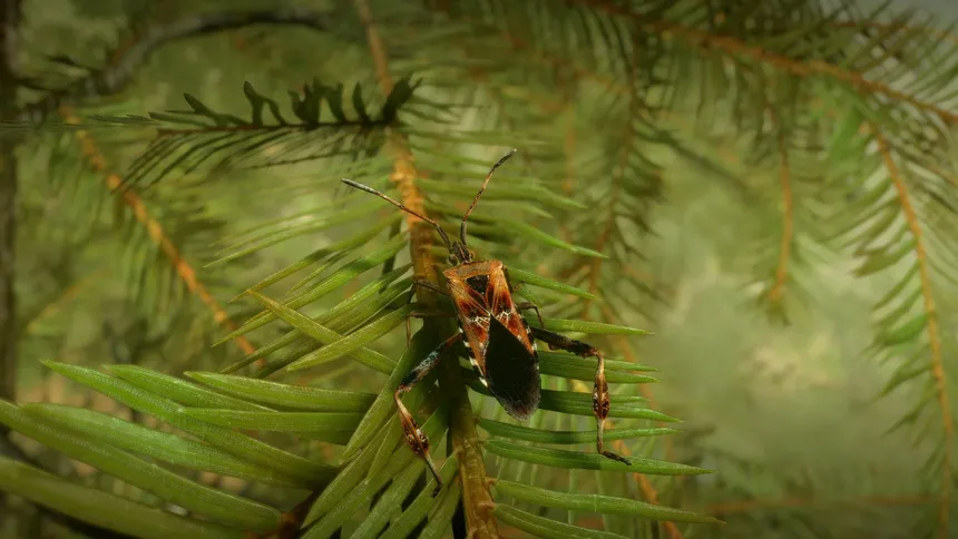 Скриншот 5 к игре Insect Worlds