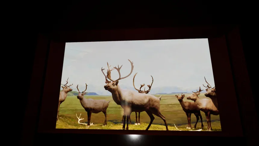Скриншот 1 к игре Beyond The Diorama: Caribou World