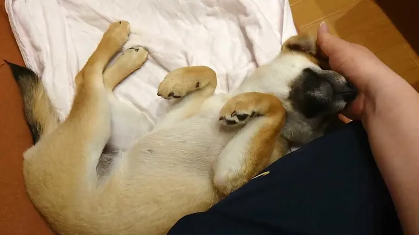 Скриншот 5 к игре Shiba Mekuri 柴めくり