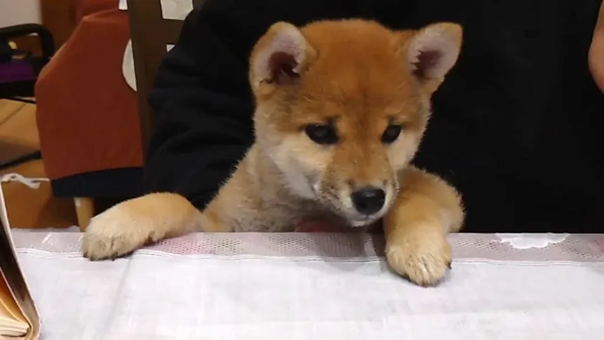 Скриншот 6 к игре Shiba Mekuri 柴めくり