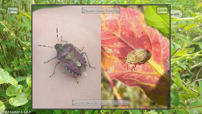 Скриншот 6 к игре Insect Seeker