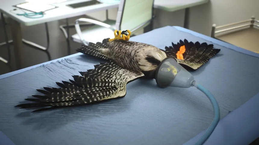Скриншот 7 к игре Enter Falconry