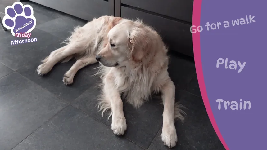 Скриншот 1 к игре Golden Retriever Simple Life
