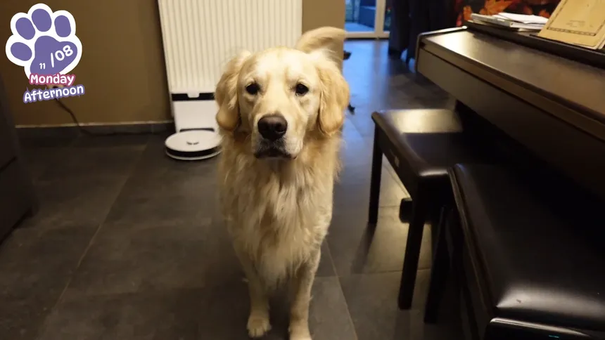 Скриншот 7 к игре Golden Retriever Simple Life