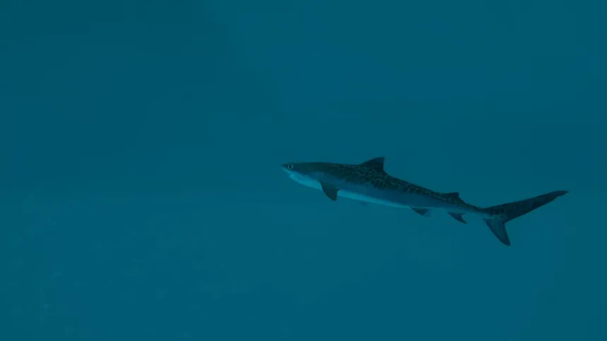 Скриншот 7 к игре Ultimate Fishing Simulator 2