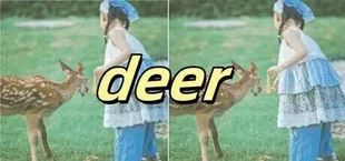 deer
