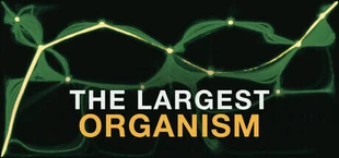 The Largest Organism