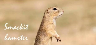 Smackit hamster