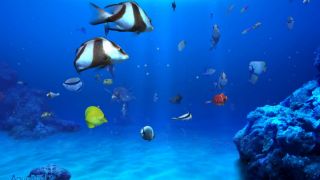 DigiFish Aqua Real 2