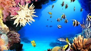 DigiFish Aqua Real 2