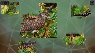 Скриншот 17 к игре Puzzles for smart: Birds
