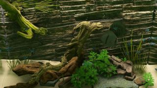 Biotope