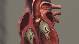 Скриншот 5 к игре Surgical Study and 3D Skeletons for Medical School Students