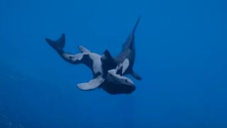 Скриншот 8 к игре Born of The Wild: The Depths