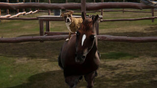 Скриншот 7 к игре Animal Trainer