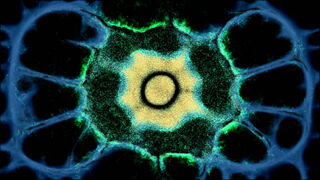 Скриншот 5 к игре PHYSARUM: Slime Mold Simulator