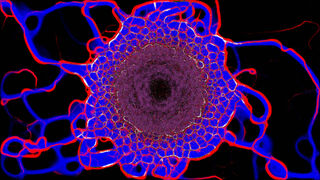 Скриншот 6 к игре PHYSARUM: Slime Mold Simulator