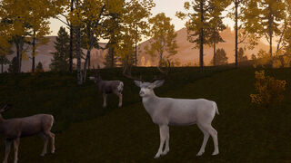 Скриншот 5 к игре Wilderness Survival: The Conservationist
