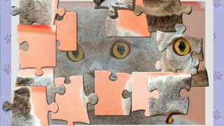 1001 Jigsaw. Cute Cats 4