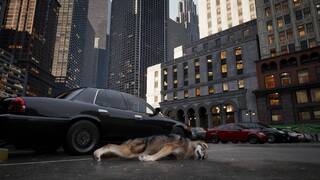 WOLF IN THE CITY