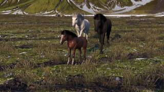 Жизнь лошади: конь, лошадь, пони (Horse Life)