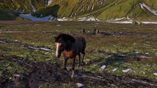 Жизнь лошади: конь, лошадь, пони (Horse Life)