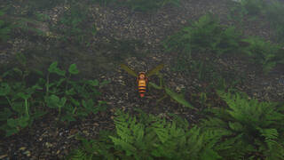 Giant Hornet