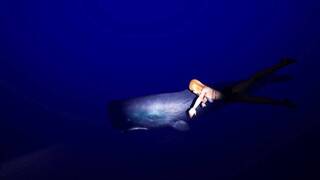 DeepSea Serenity: VR Underwater Trip