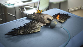 Скриншот 7 к игре Enter Falconry