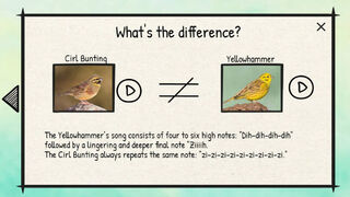 Скриншот 8 к игре BirdLingo: A birdsong learning game