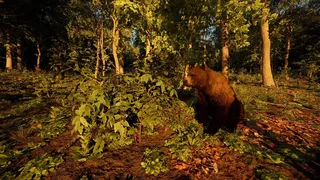 Скриншот 5 к игре Carpathian Survival