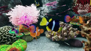Скриншот 5 к игре Sea Aquarium Screensaver
