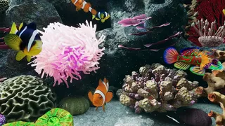 Скриншот 7 к игре Sea Aquarium Screensaver