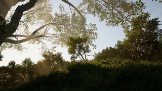 Скриншот 6 к игре Calming Forest