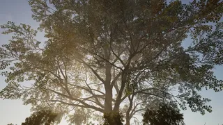 Скриншот 7 к игре Calming Forest